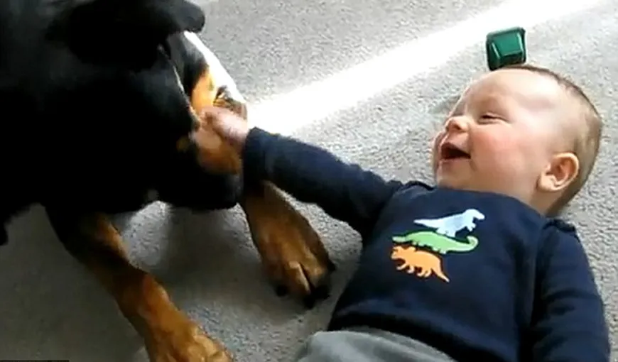 Un bebeluş nu se poate opri din râs din cauza unui rottweiler care îl linge VIDEO