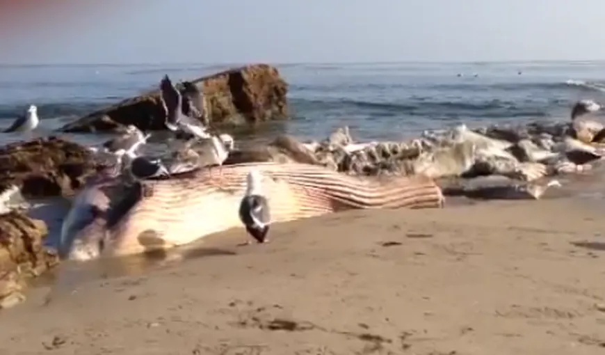 Alertă în Malibu. Cadavru unei balene de 18 tone, în putrefacţie VIDEO