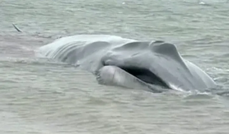 O balenă de 18 metri lungime a eşuat pe o plajă din New York VIDEO