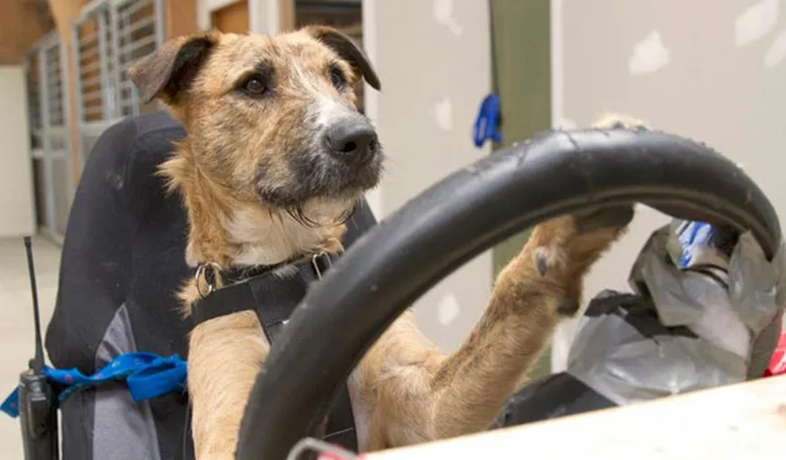 VIDEO SENZAŢIONAL: Un câine dresat conduce o maşină VIDEO