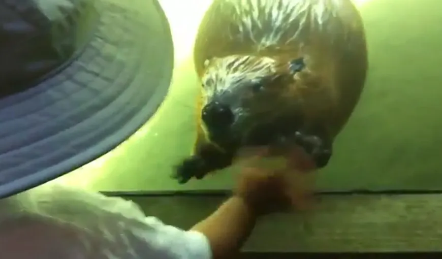 Cel mai simpatic rozător: Un castor salută un copilaş cu lăbuţa VIDEO