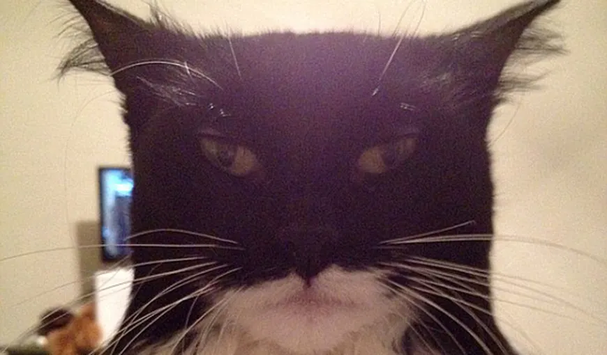 Batman s-a reîncarnat în pisică! Vezi felina care a înnebunit internetul – Catman FOTO