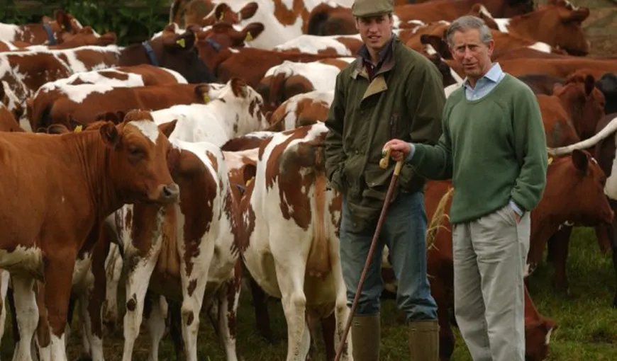 Vacile Prinţului Charles dau lapte în timp ce ascultă postul de radio BBC 2