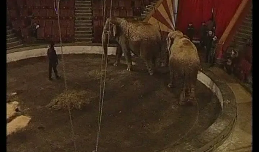 Doi elefanţi ai unui circ ambulant au fost salvaţi cu vodcă