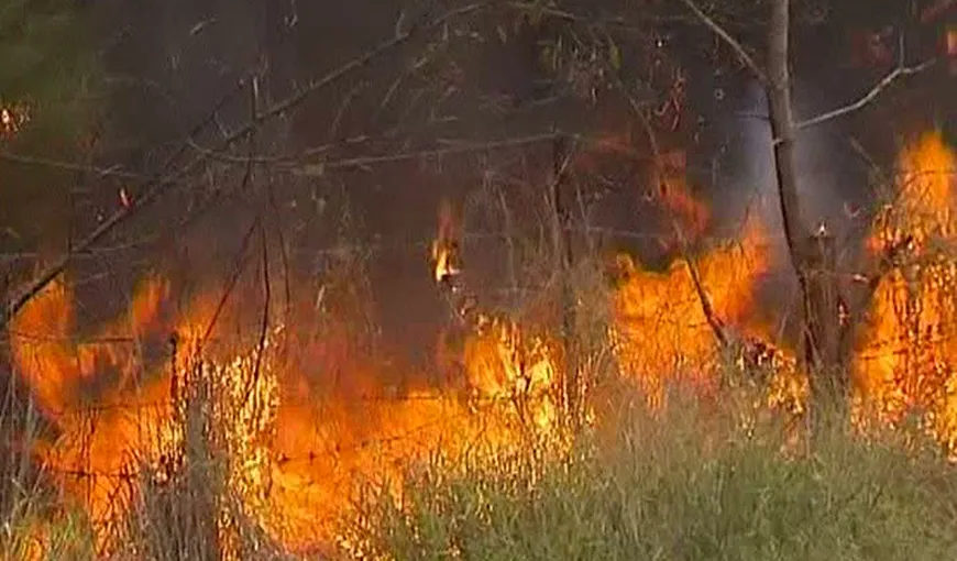 Australia, pârjolită de arşiţă. Mii de hectare de pădure, mistuite de flăcări VIDEO