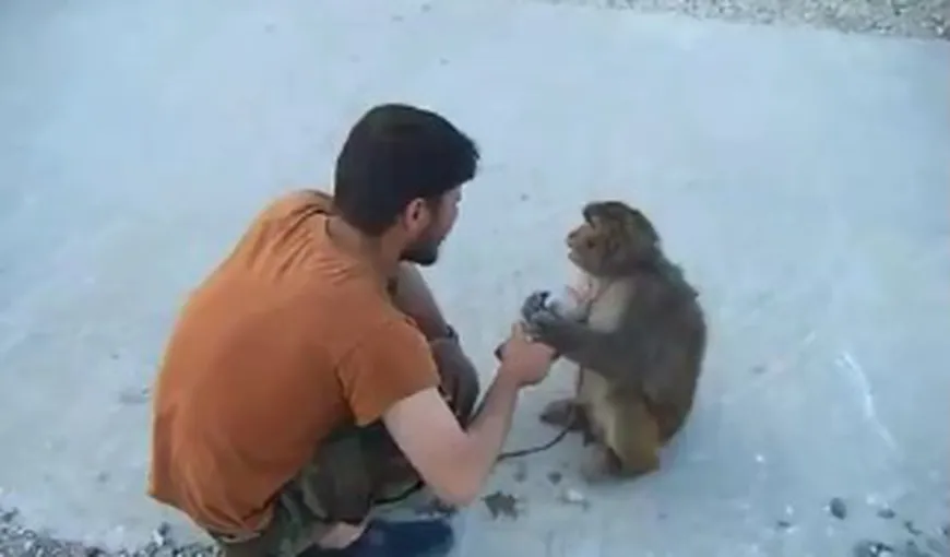 O maimuţă nervoasă atacă un soldat în Afganistan VIDEO