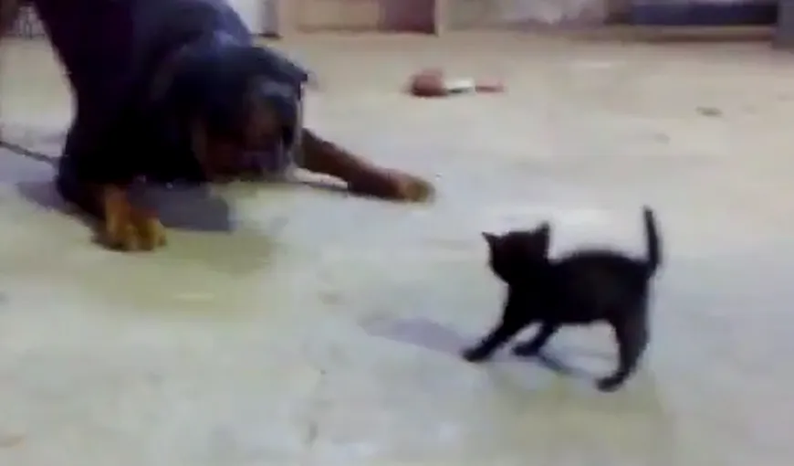 Un pisoiaş extrem de curajos: O mică felină înfruntă un rottweiler VIDEO