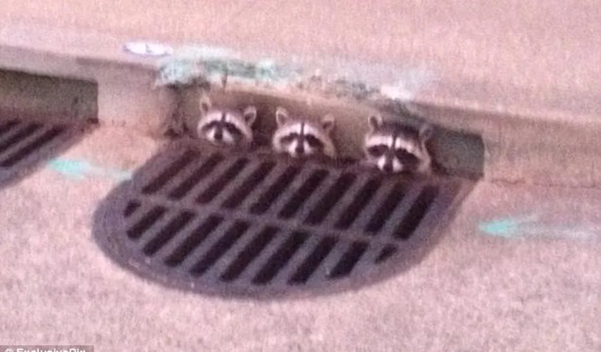 Ratonii aurolaci: Vezi unde şi-au făcut trei puiuţi ascunzătoare urbană!