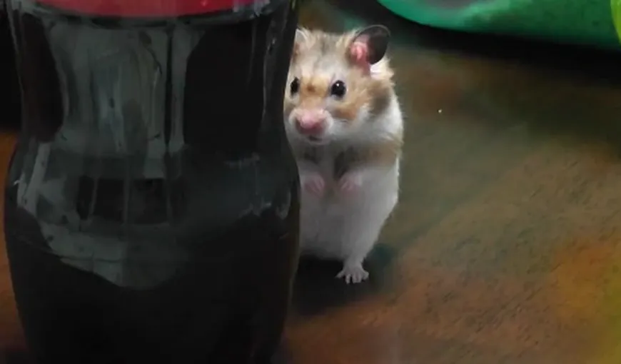 Cel mai dulce hamster din lume. Vezi cum a fost surprins de camera de filmat VIDEO