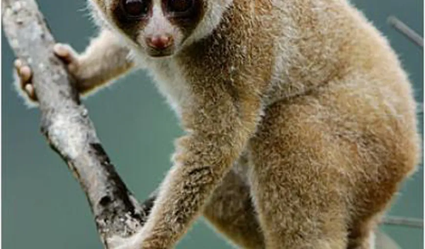O nouă specie de primată, cu muşcătură toxică, a fost descoperită în Borneo FOTO