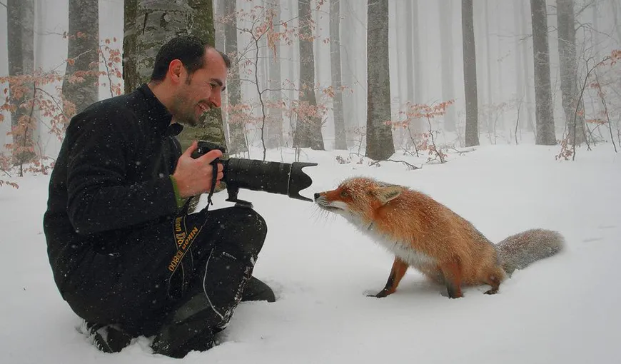 Vulpiţa cea curioasă: Întâlnirea dintre un animal simpatic şi un fotograf, la Lacul Sfânta Ana FOTO