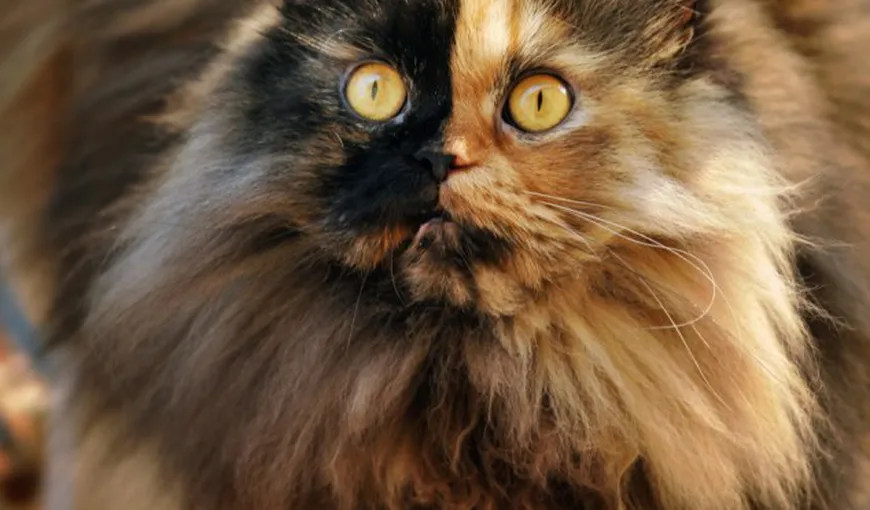 Pisica cu două feţe: Aspectul său neobişnuit a făcut-o celebră FOTO