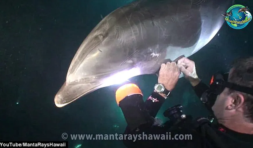 Un delfin prins într-o plasă de pescuit a cerut ajutorul unui scafandru VIDEO