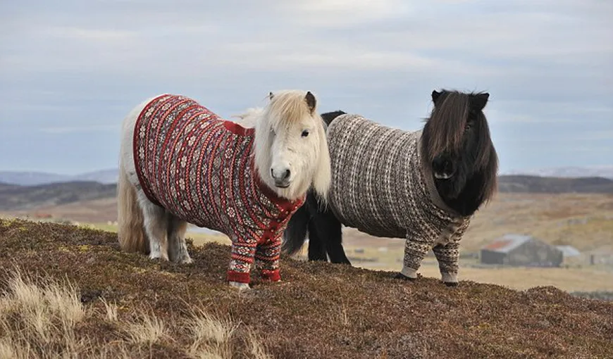 Doi ponei fac reclame la pulovere FOTO
