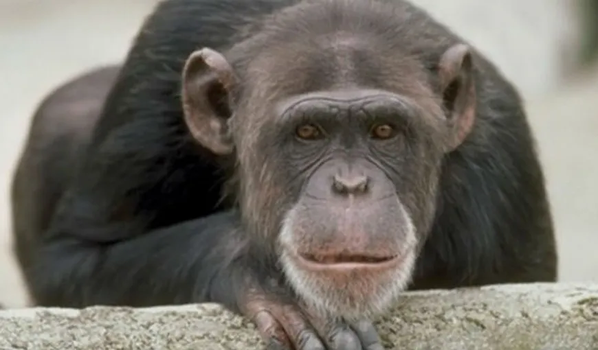 O femelă cimpanzeu a devenit dependentă de filme PORNO