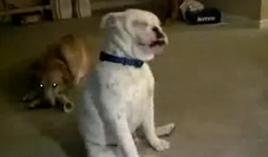 ADORABIL: Un câine surd DANSEAZĂ pe muzică VIDEO