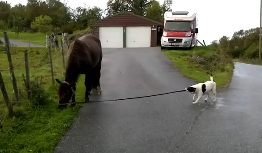 Cum plimbă câinele un cal VIDEO