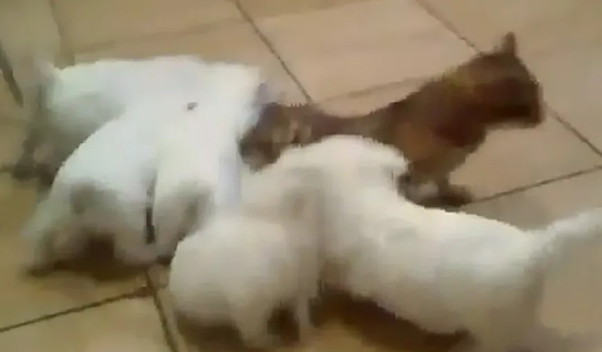 Înduioşător: Cinci căţeluşi „atacă” o pisică VIDEO