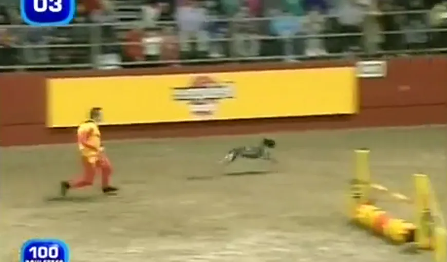 Cel mai rapid câine din lume VIDEO