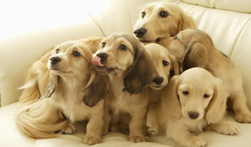 Taxă pe animalele de companie în Timişoara: Dacă nu îţi sterilizezi câinii, plăteşti