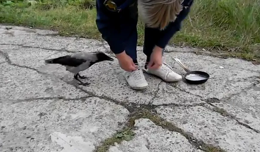 O cioară şmecheră: Ce face pasărea pentru a fura o tigaie VIDEO