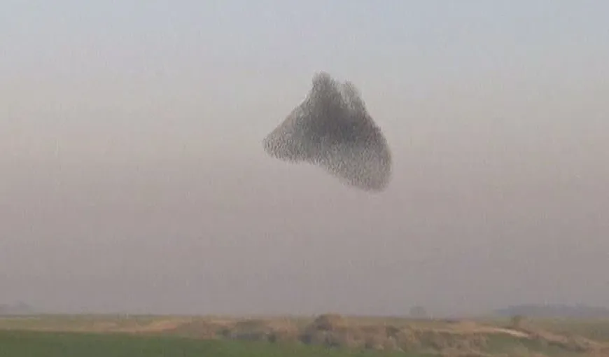 Dansul păsărilor: Sute de mii de grauri au desenat forme inedite pe cer VIDEO