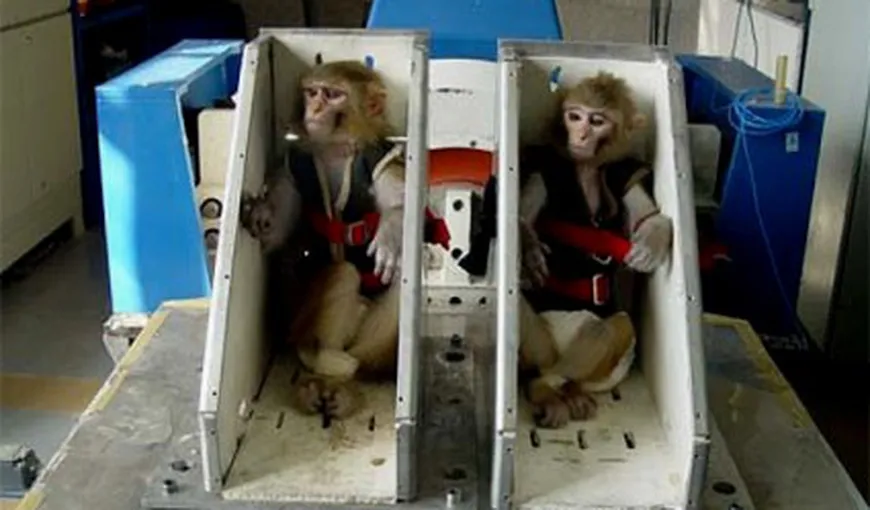 Iranul va trimite o maimuţă în spaţiu, la începutul lunii februarie