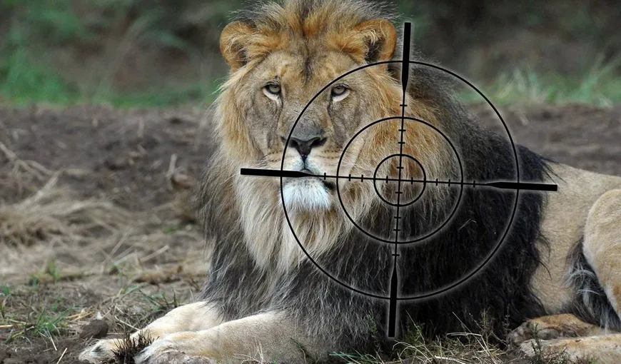 Fermele de creştere a leilor pentru trofee de vânătoare contribuie la extincţia speciei din Africa