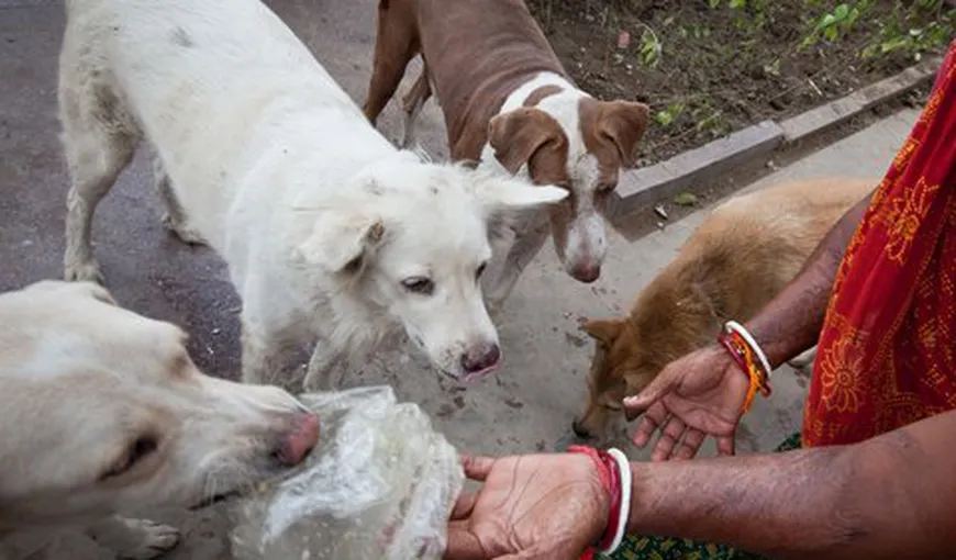 Caz fără precedent pentru poliţia din India: Un câine maidanez a furat peste 7.000 de dolari