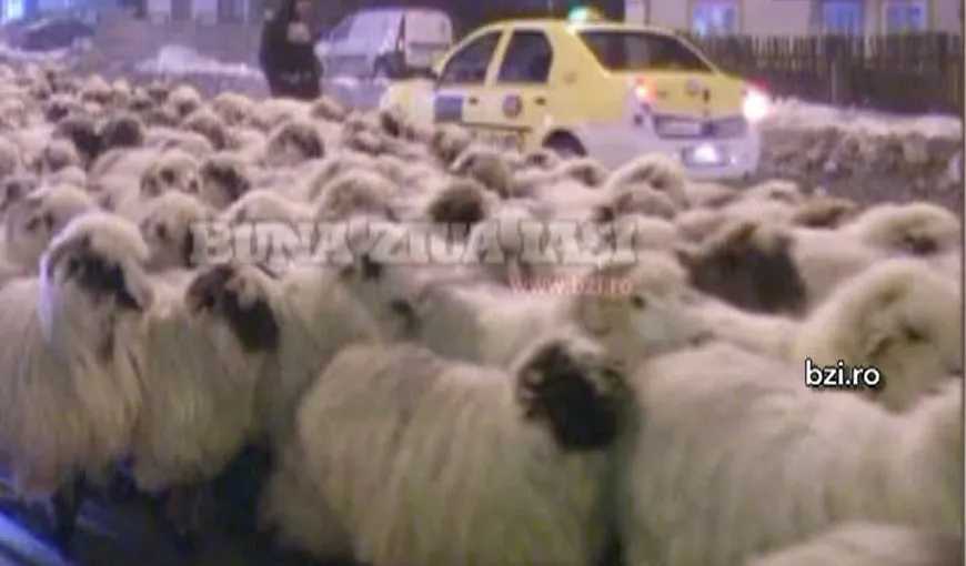 Imagini incredibile în Iaşi: 200 de oi au invadat centrul oraşului VIDEO