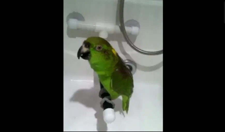 Un papagal talentat cântă sub duş VIDEO