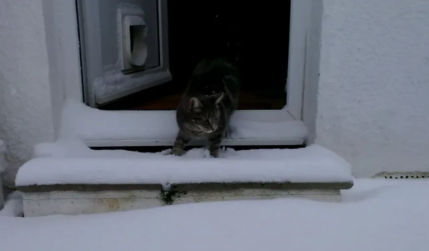 Reacţia unei pisici când iese prima oară în zăpadă VIDEO