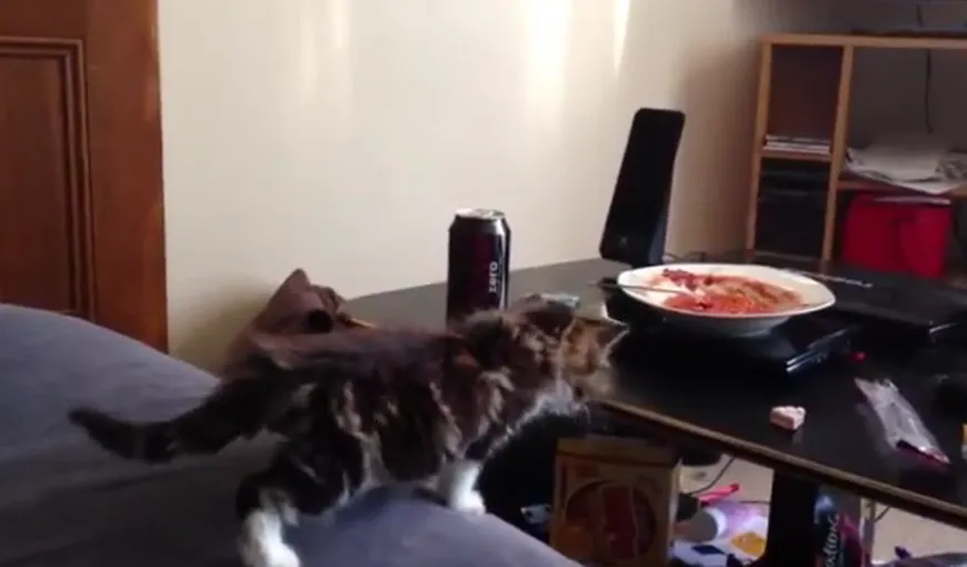 Cea mai perseverentă pisicuţă: Nu se lasă până nu reuşeşte VIDEO