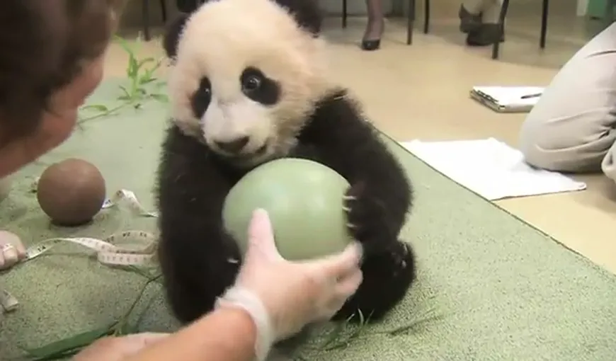 Cel mai drăgălaş pui de panda: Nu vrea sub nicio formă să se despartă de mingea lui VIDEO