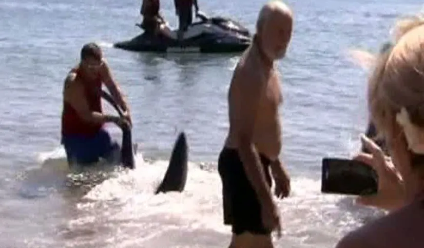 Gest curajos: Un bărbat a împins un rechin înapoi în apă VIDEO