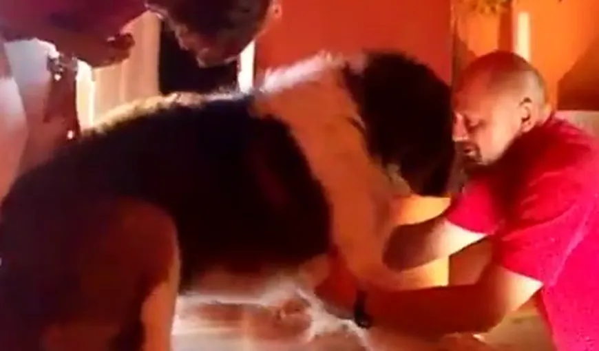 Mare, dar fricos: Câinele gigantic care se teme să coboare pe scări VIDEO