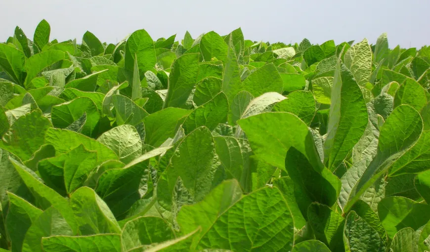 România va cultiva soia nemodificată genetic: Min. Agriculturii semnează declaraţia „Danube Soya”