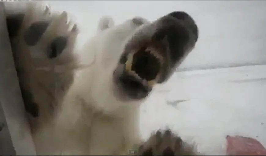 EXPERIENŢĂ ÎNFRICOŞĂTOARE: Cameramanul care a avut curaj să stea lângă un urs polar înfometat VIDEO