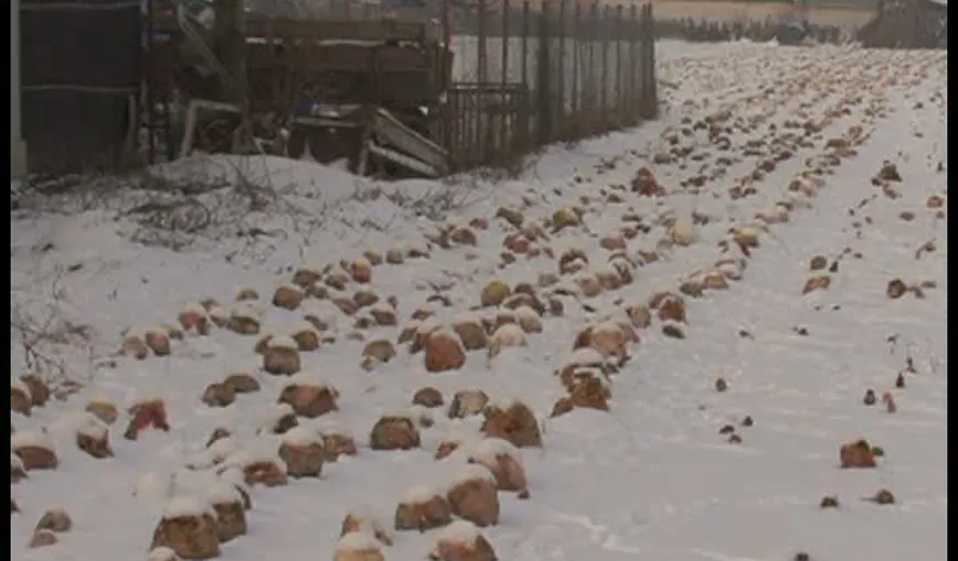 Tone de varză, abandonate pe câmp în Dâmboviţa VIDEO