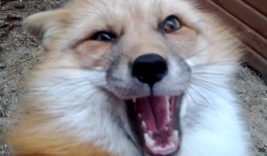 Cum râde o vulpe atunci când este gâdilată VIDEO