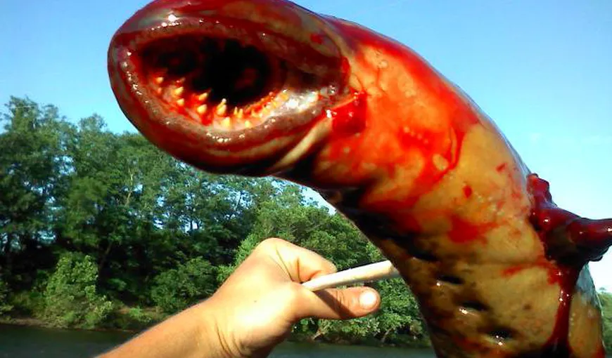 Un monstru marin înfricoşător, prins într-un râu din Statele Unite FOTO