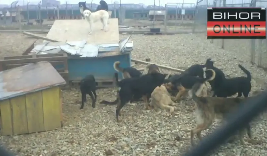Anchetă la adăpostul de câini din Oradea, după ce au apărut imagini cu animale brutalizate VIDEO