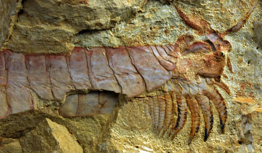 Fosilele unei creaturi înspăimântătoare, cu picioare sub cap, descoperite în China FOTO