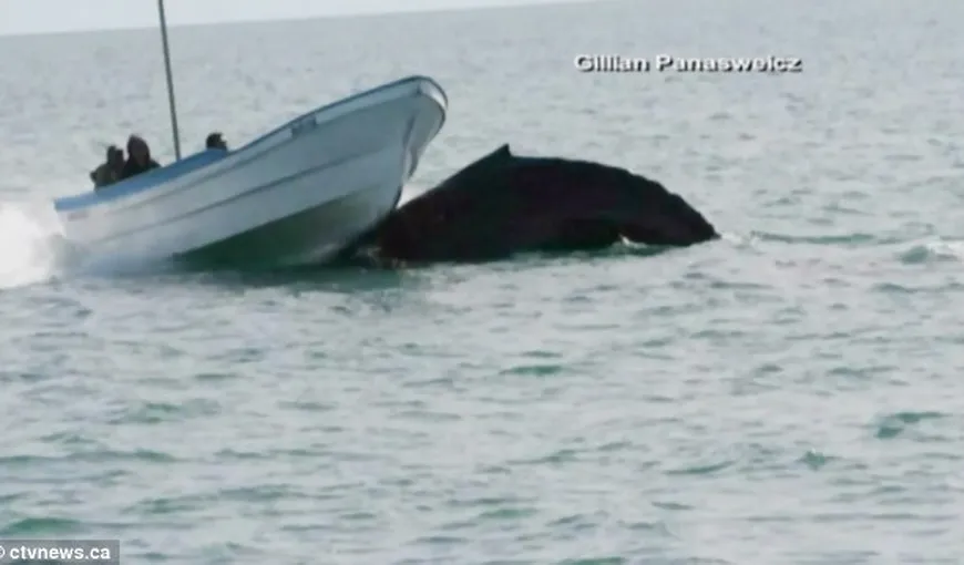 Momentul incredibil în care o balenă răstoarnă o barcă de pescuit FOTO