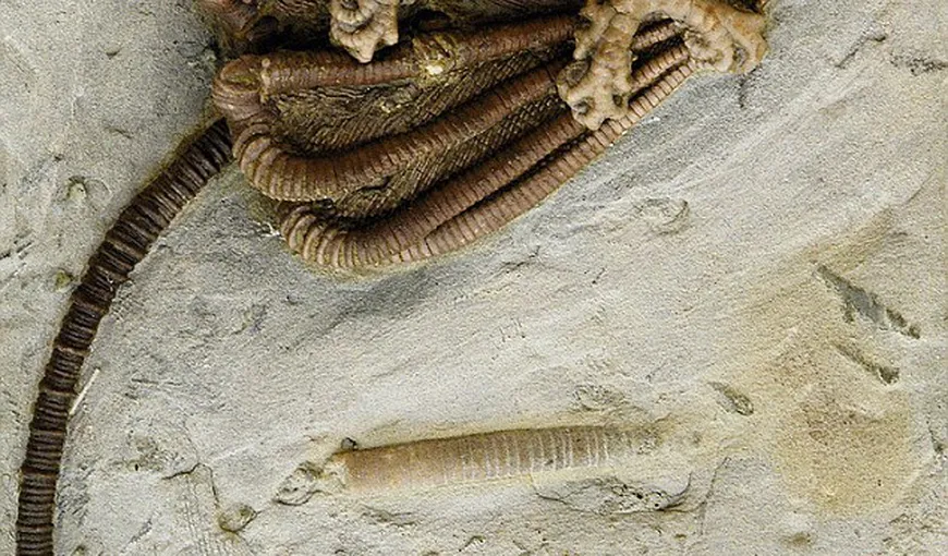 Fosila care a inspirat extratereştrii din „Alien”: Rămăşiţele unor animale de acum 300 mil. de ani