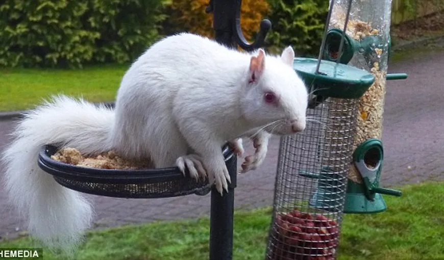 O veveriţă albă a devenit vedetă în Marea Britanie FOTO