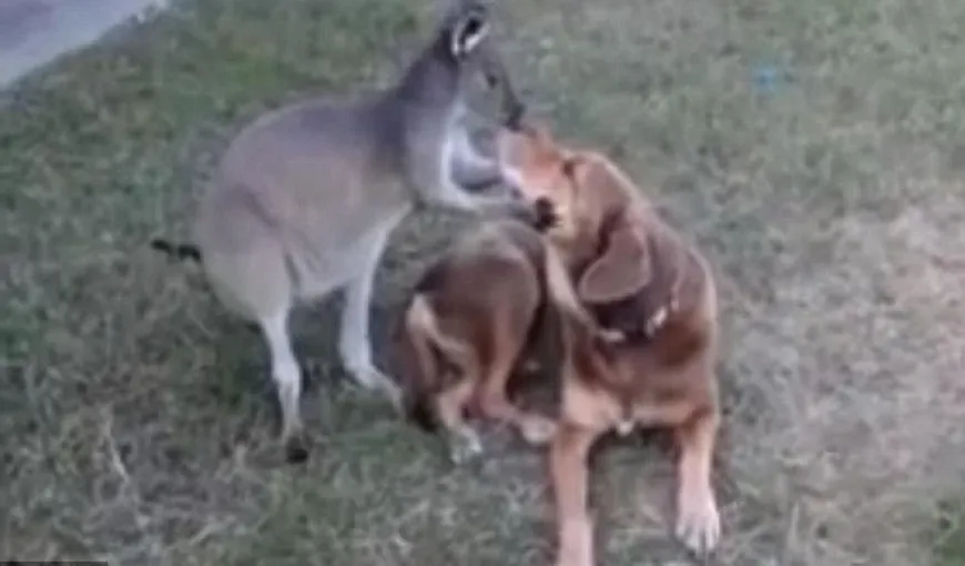 Un cangur adoră un câine şi nu îi este frică să arate VIDEO