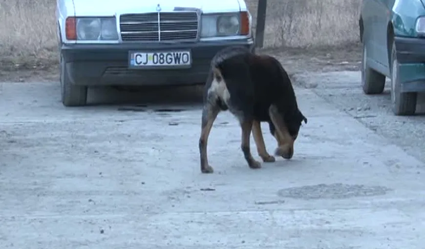 Câinii din Cluj, vânaţi de ştabii din oraş. Alte două patrupede au fost împuşcate