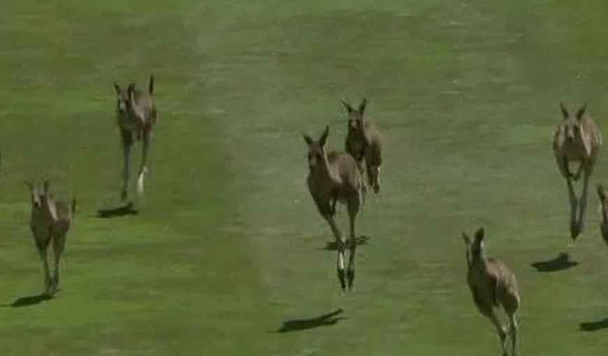 Mai mulţi canguri au întrerupt un turneu de golf, în Australia VIDEO