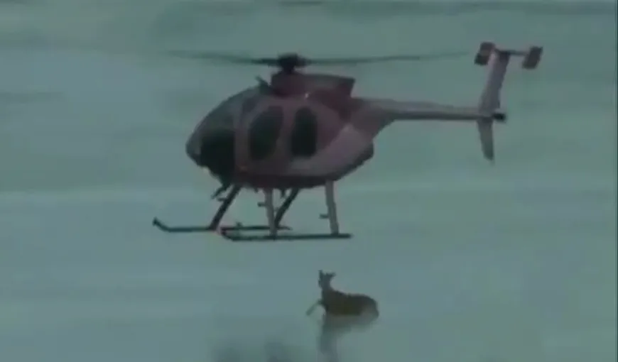 O căprioară a fost salvată de pe un lac îngheţat cu ajutorul unui elicopter VIDEO
